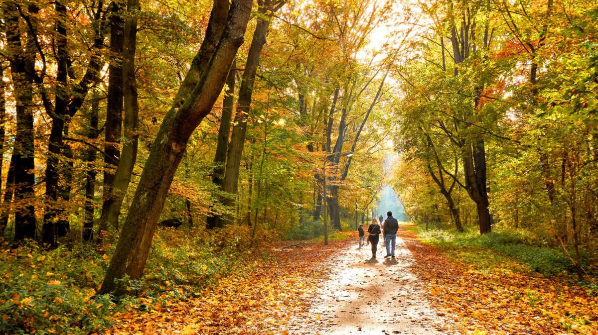 Personen im herbstlichen Laubwald