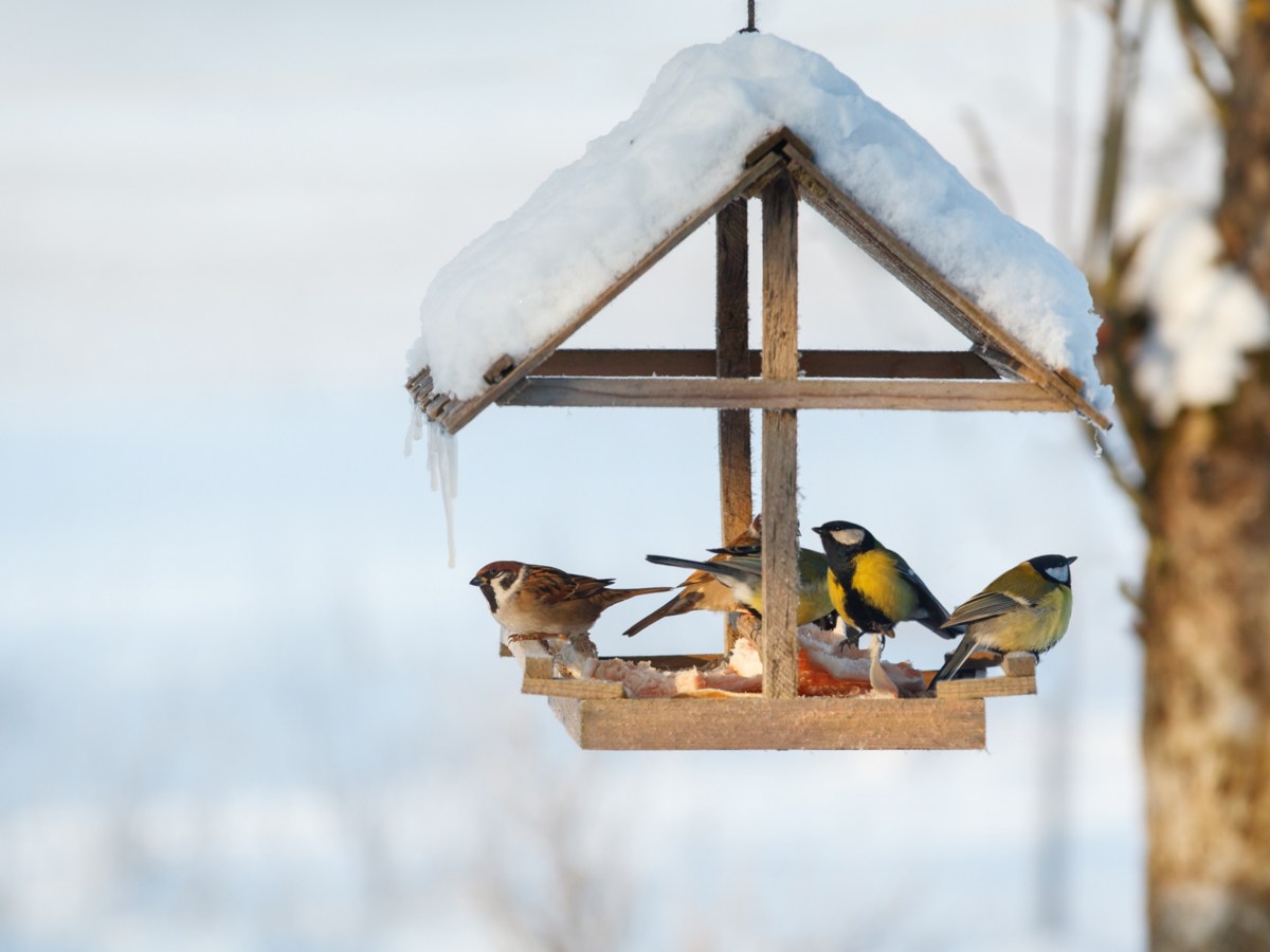 Vögel fressen an einem Futterhäuschen im Winter