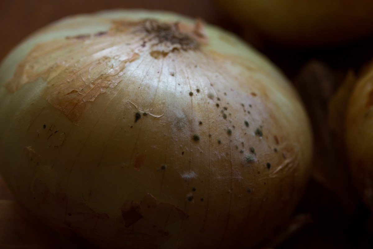 Zwiebel mit schimmeliger Schale