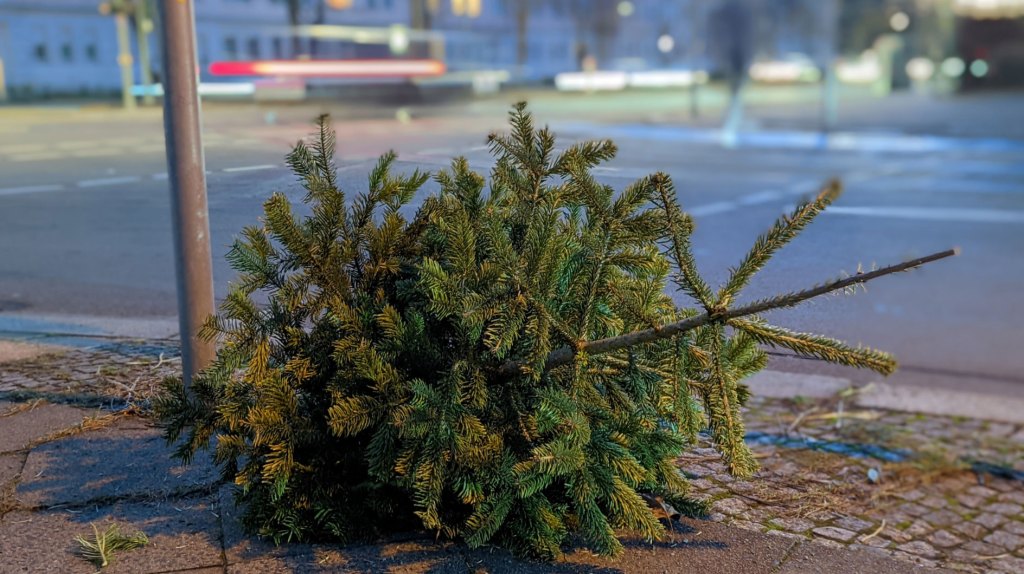 Bußgeld-Alarm! Hier dürft ihr euren Weihnachtsbaum NICHT entsorgen