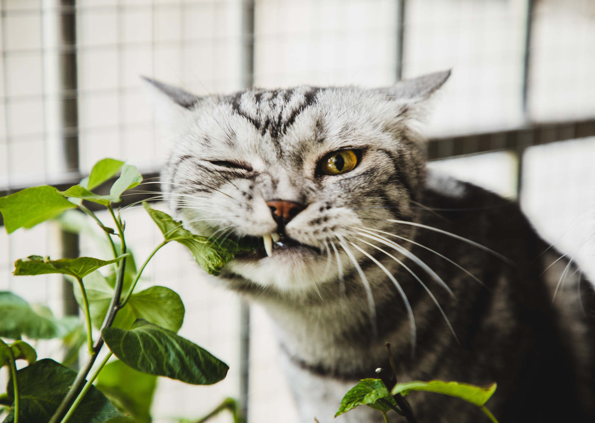 Achtung-Diese-beliebten-Zimmerpflanzen-sind-giftig-f-r-Katzen