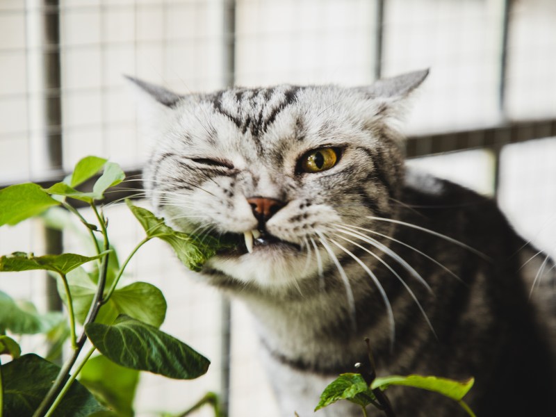 Katze kaut an Zimmerpflanze