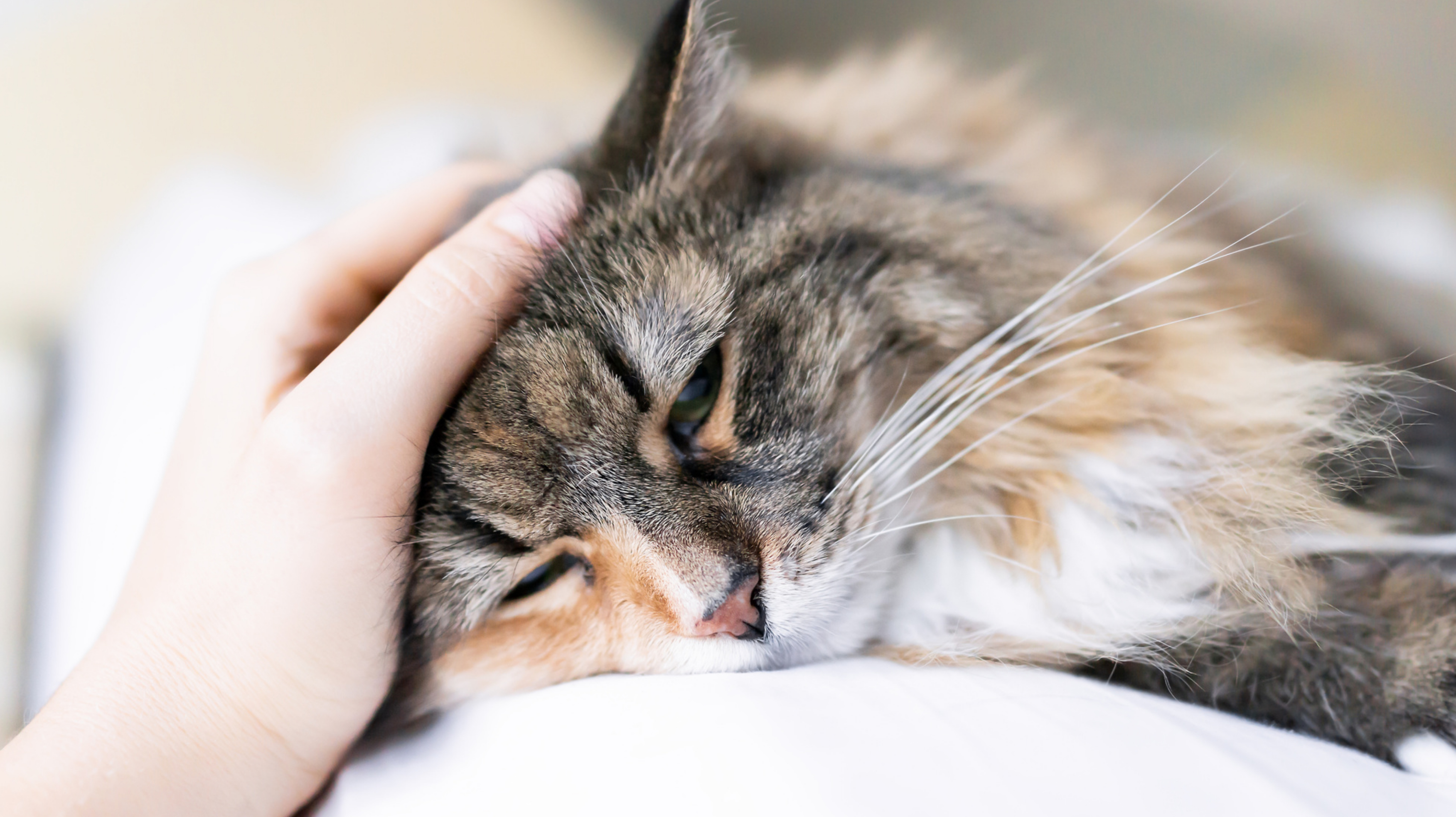 Depressiv-5-Anzeichen-dass-deine-Katze-ungl-cklich-ist