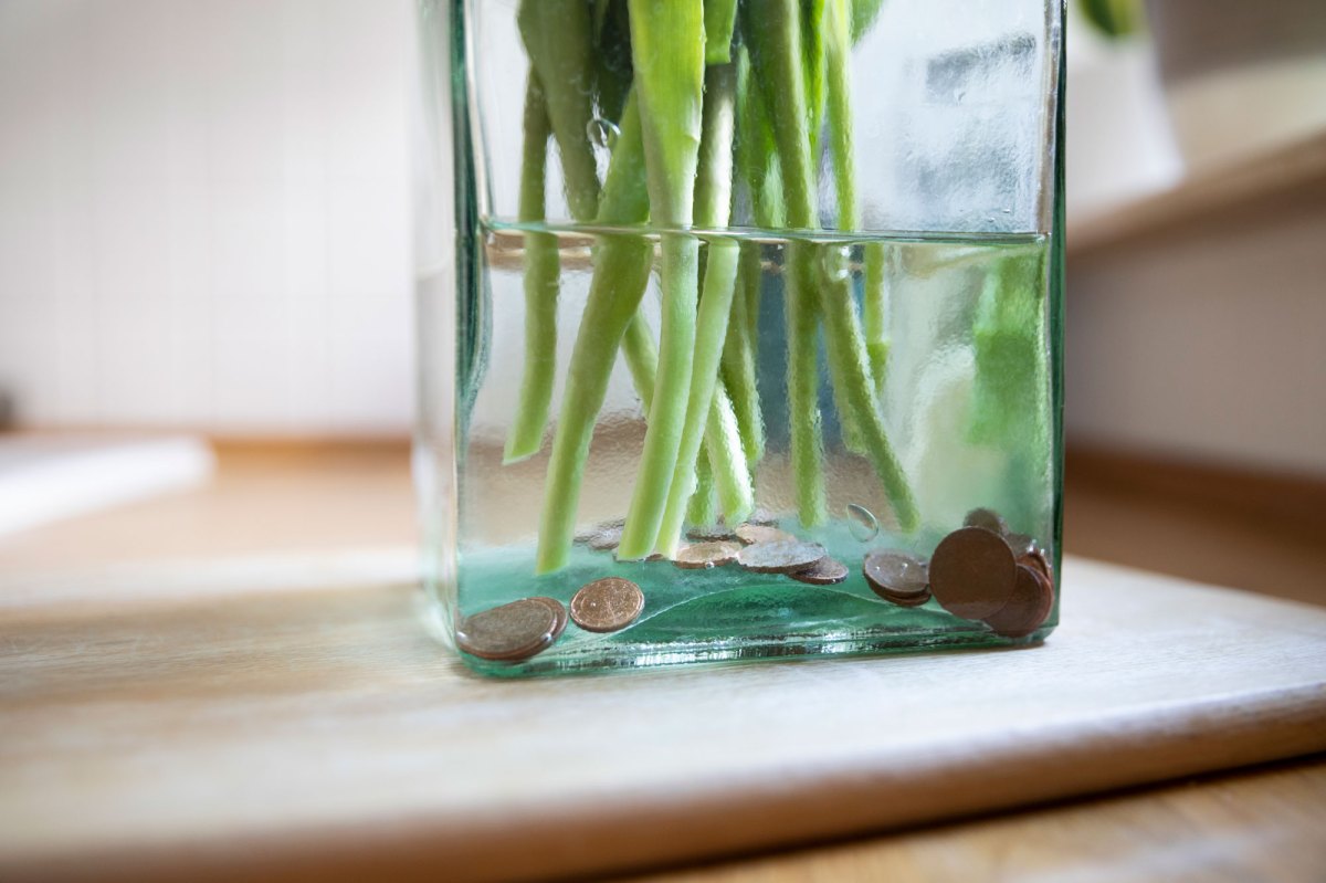 Tulpenstrauß in Vase, im Wasser befinden sich Cent-Münzen