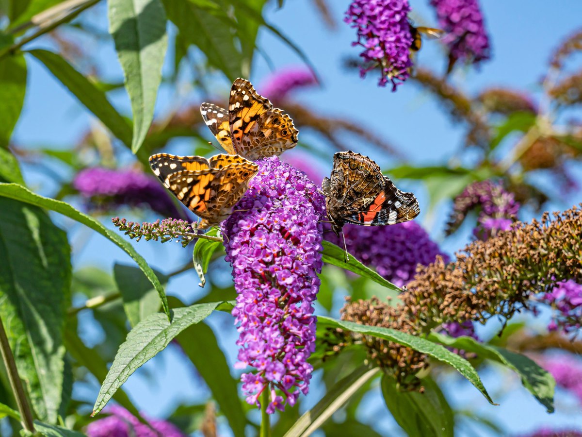 Schmetterlingsstrauch mit lila Blüten vor blauem Himmel. Auf den Blüten befinden sich drei Schmetterlinge.