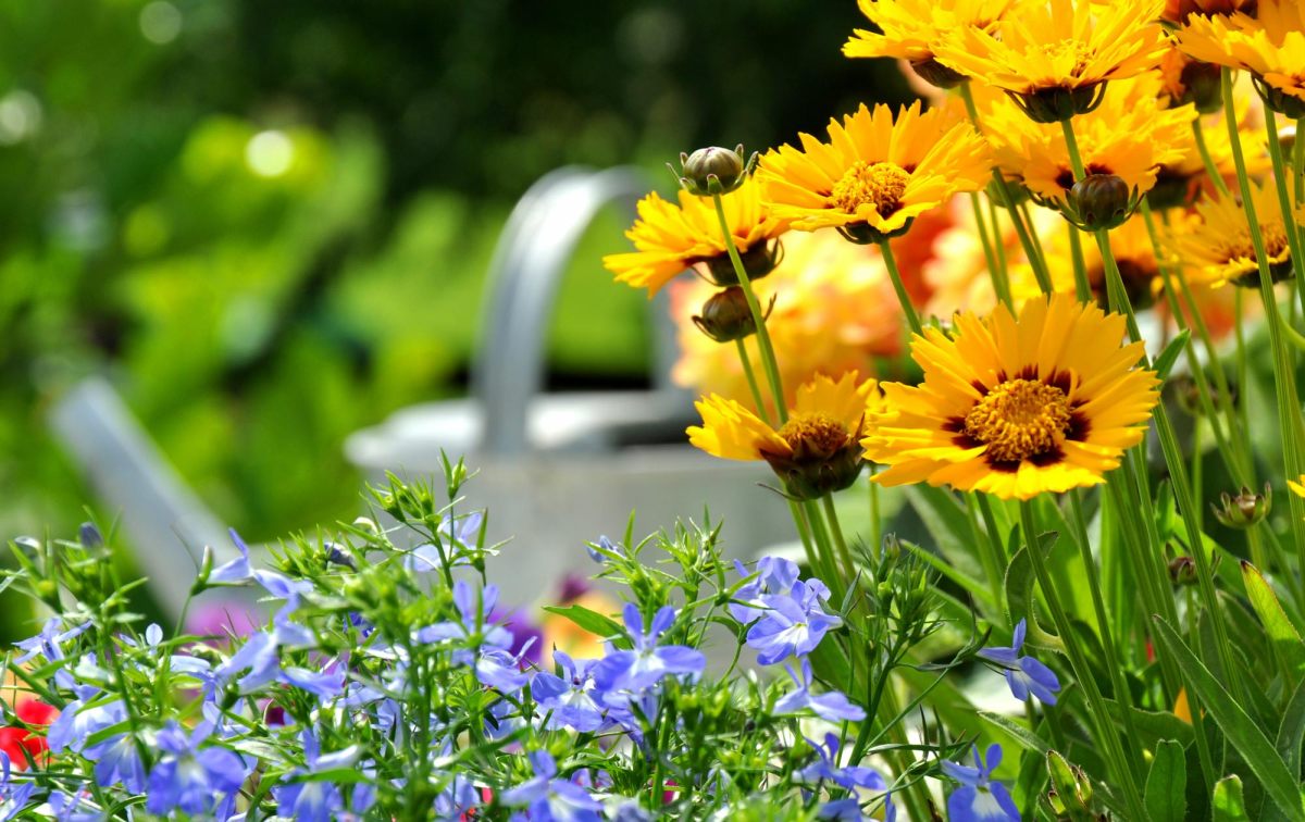 Gelbe Blumen und blaue Blumen vor silberner Gießkanne