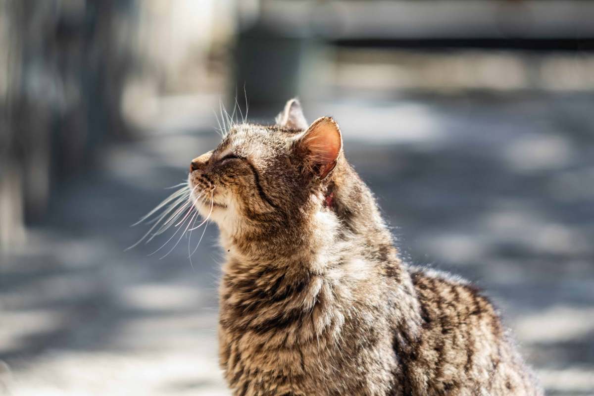 Ältere graue Katze genießt das Sonnenlicht.