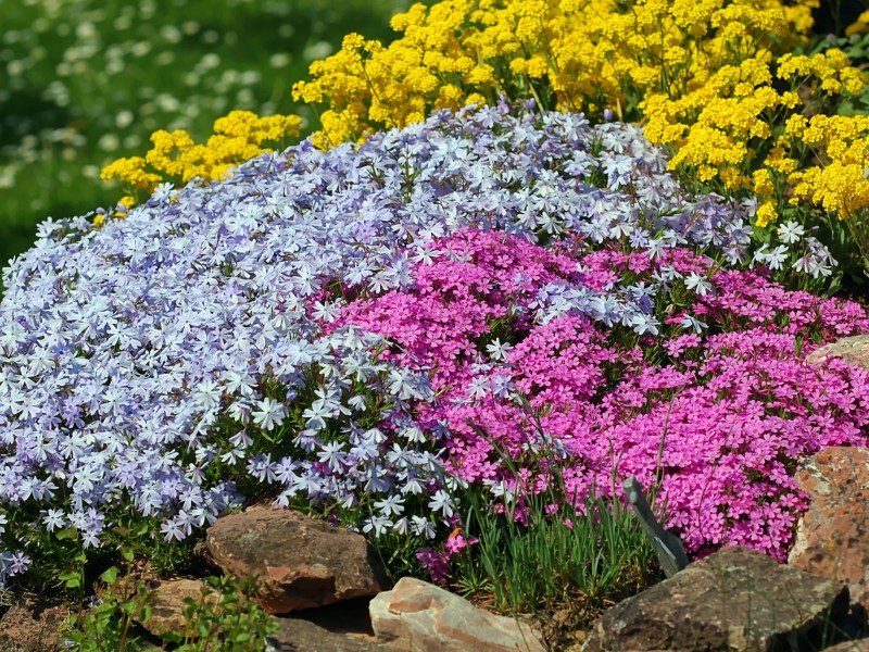 Blühende Bodendecker in lila, pink und gelb auf Steinen