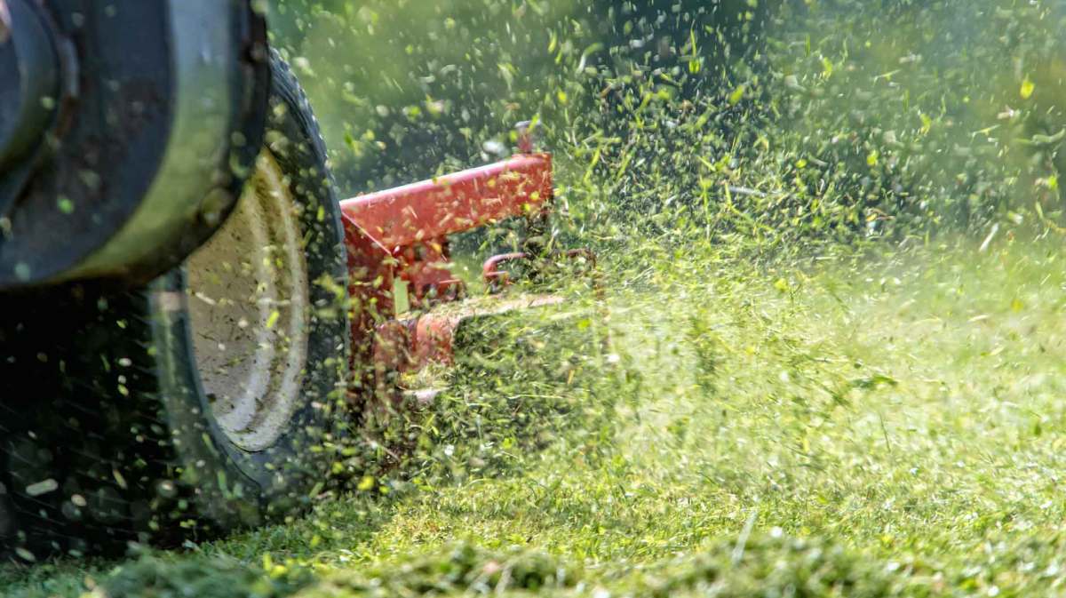 Rasen wird gemäht, dabei fliegen die Grasshalme durch die Luft.