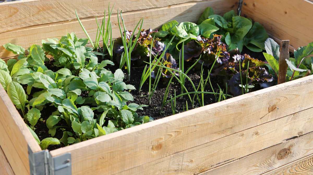 Hochbeet in einem Holzkasten mit Erde und Pflanzen.