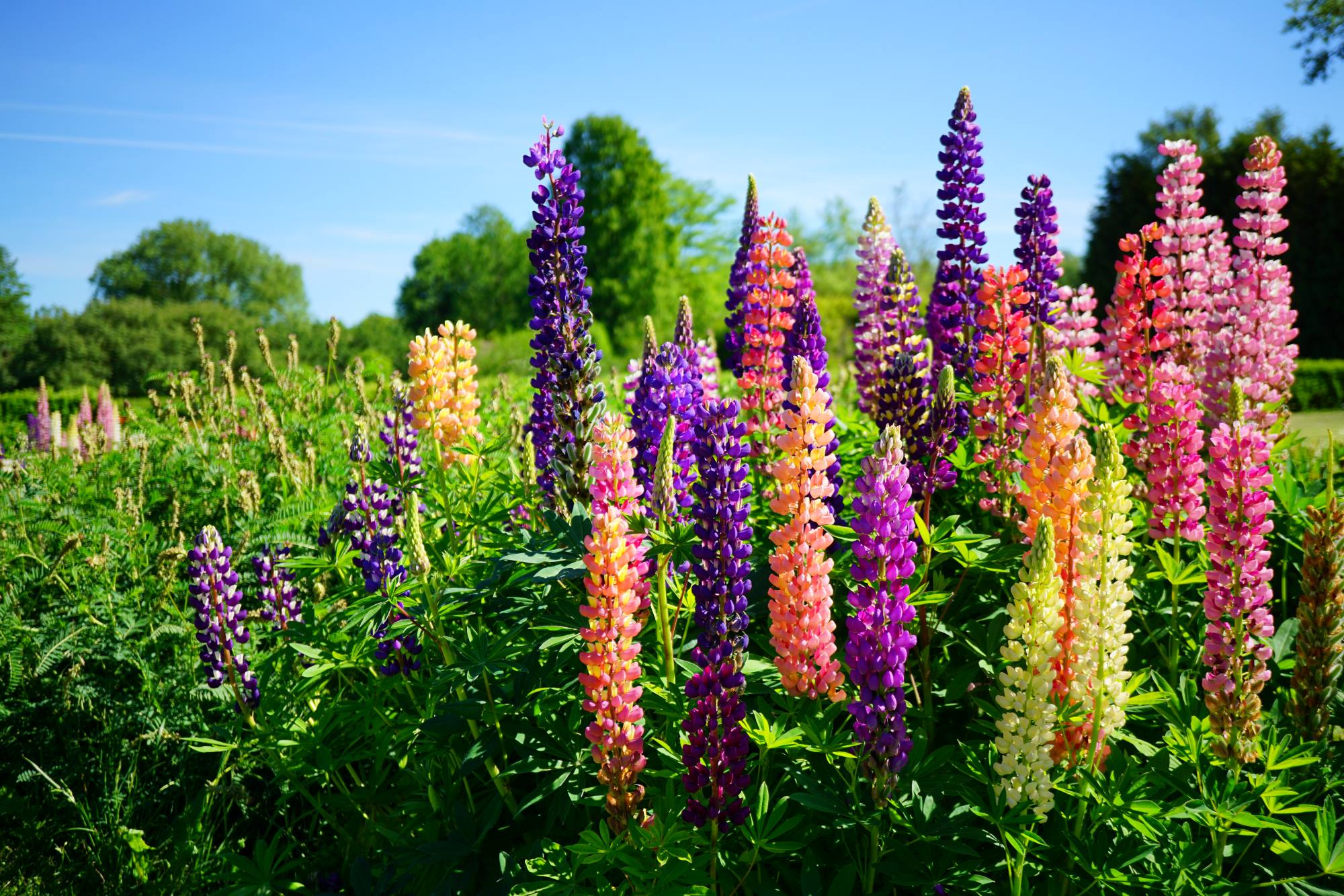 diese-3-pflanzen-k-nnen-deinen-garten-ruinieren-achtung-kirschlorbeer-ist-dabei