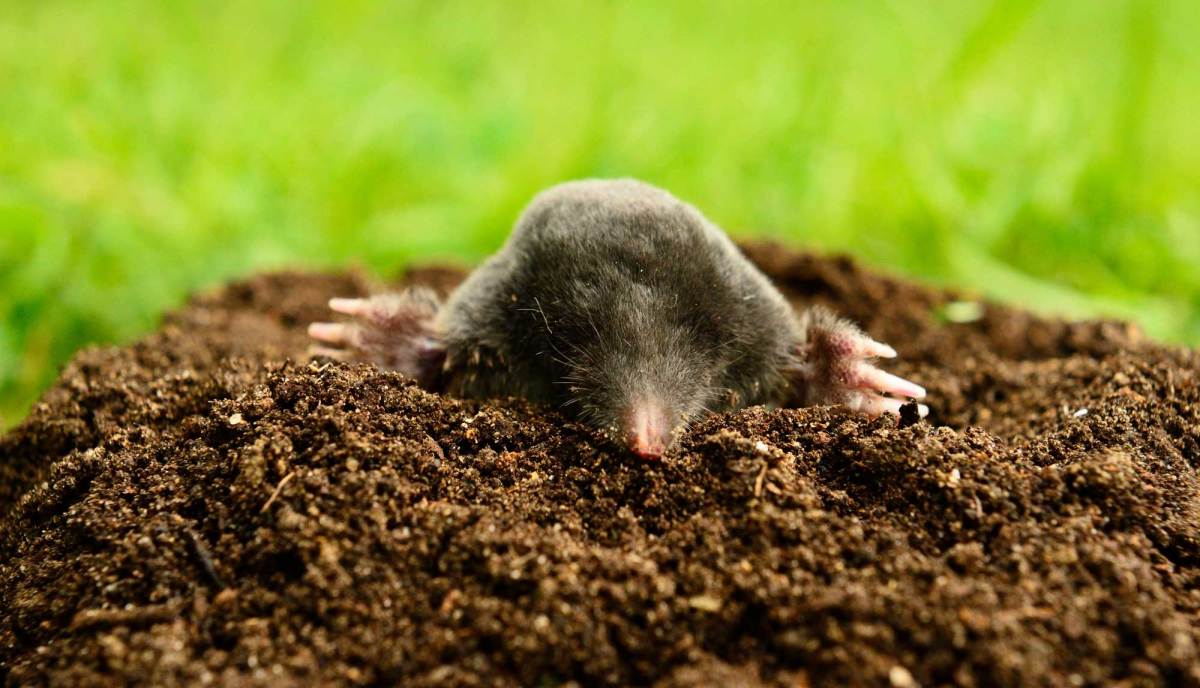 Maulwurf in einem Maulwurfshügel im Garten