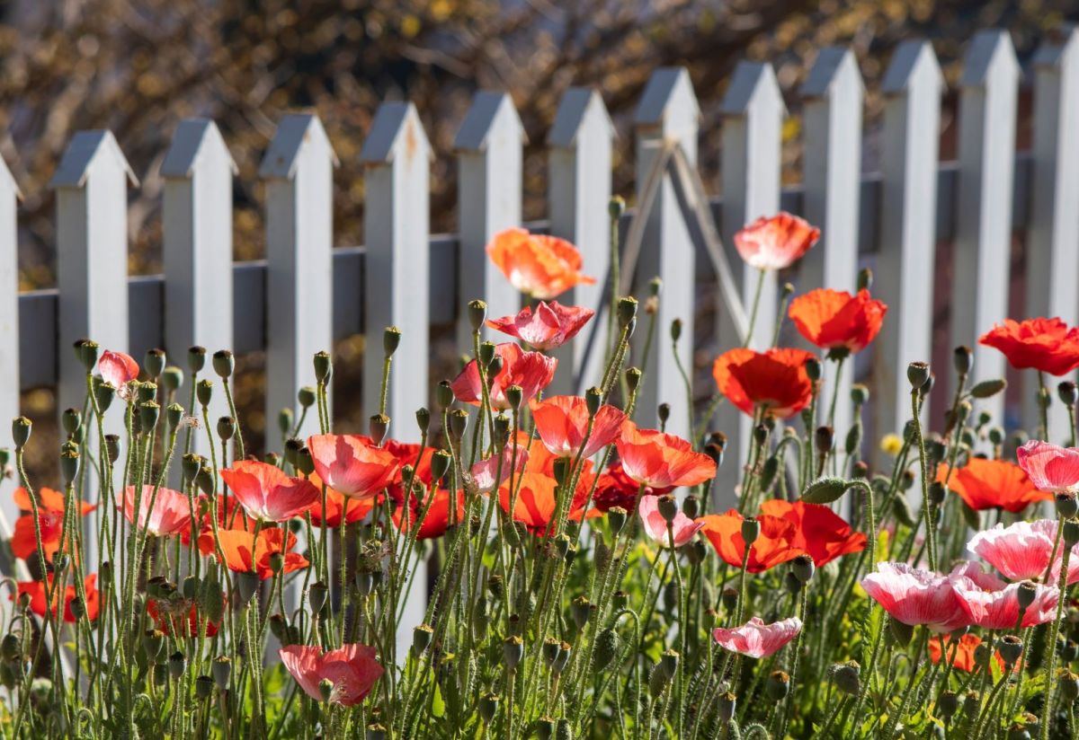 Blühende Mohnblumen in einem Garten