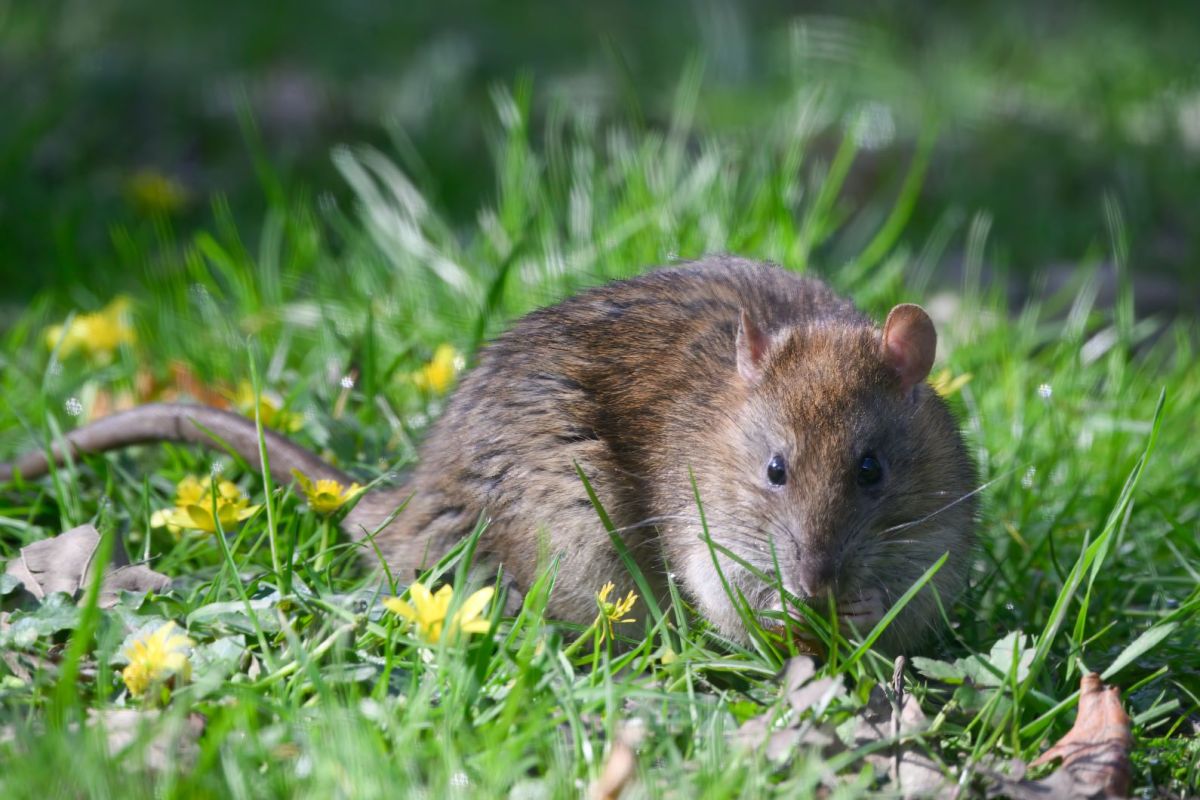 Eine Ratte auf Gras