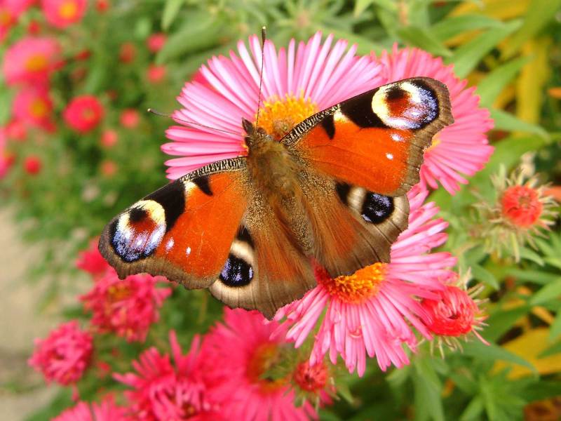 Tagpfauenauge Schmetterling auf pinker Aster