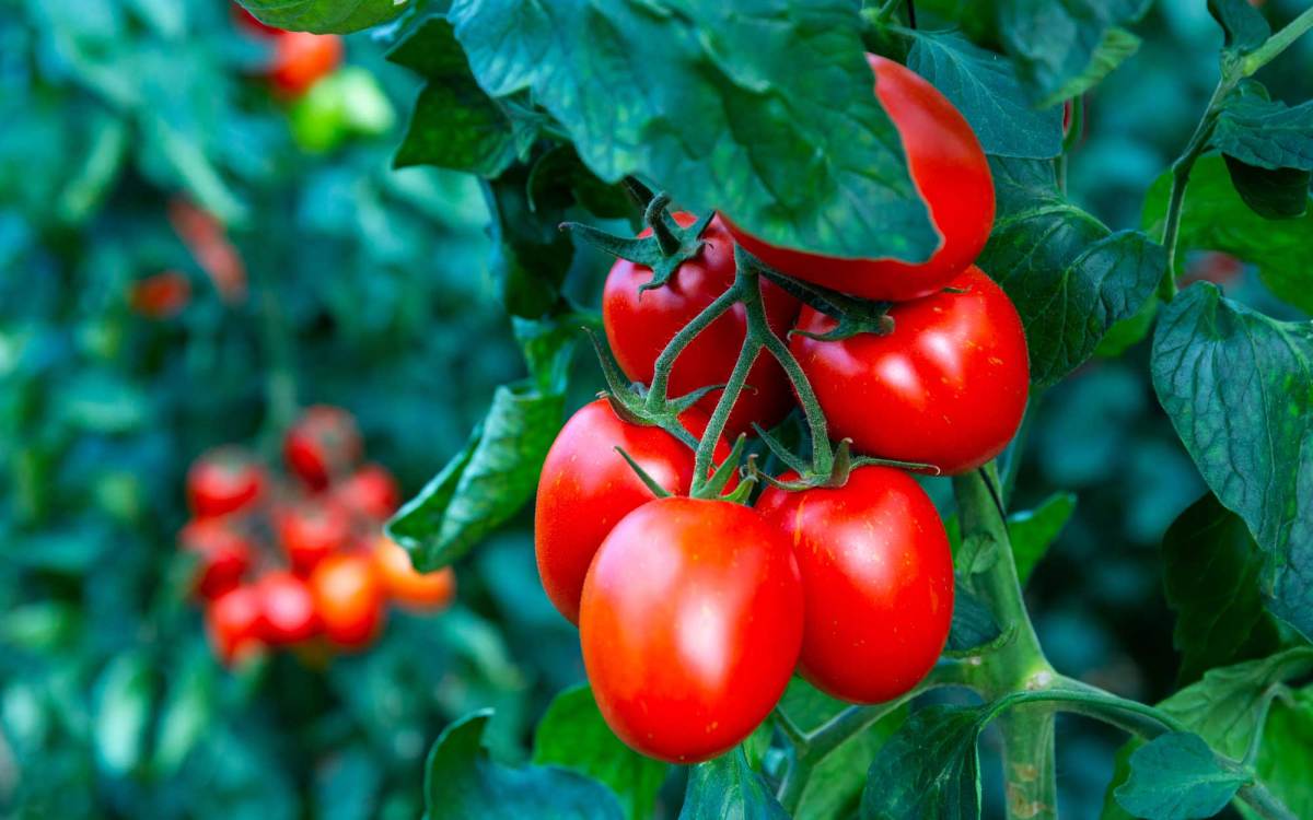 Reife rote Eiertomaten an Strauch