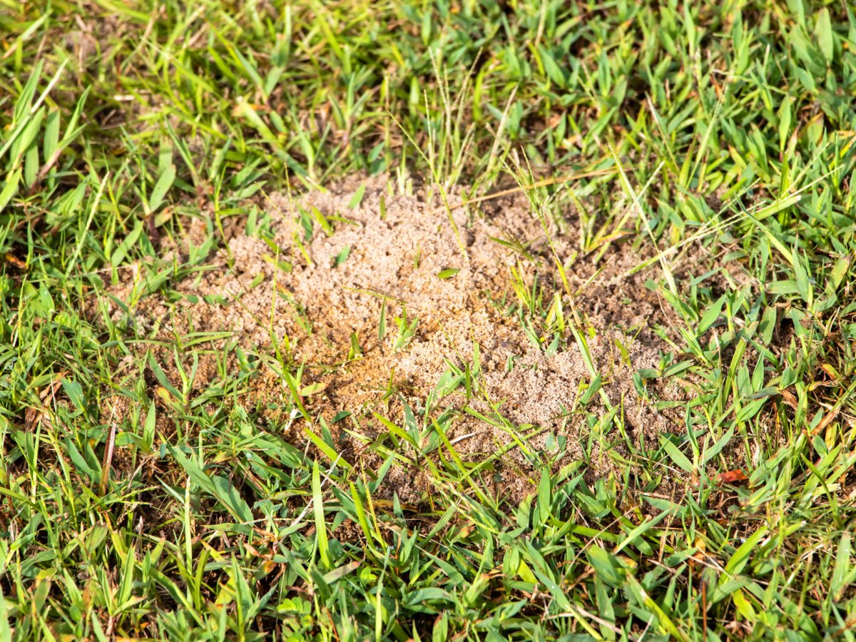 Ameisenhügel im Rasen? Mit diesen Hausmitteln wirst du die Insekten los