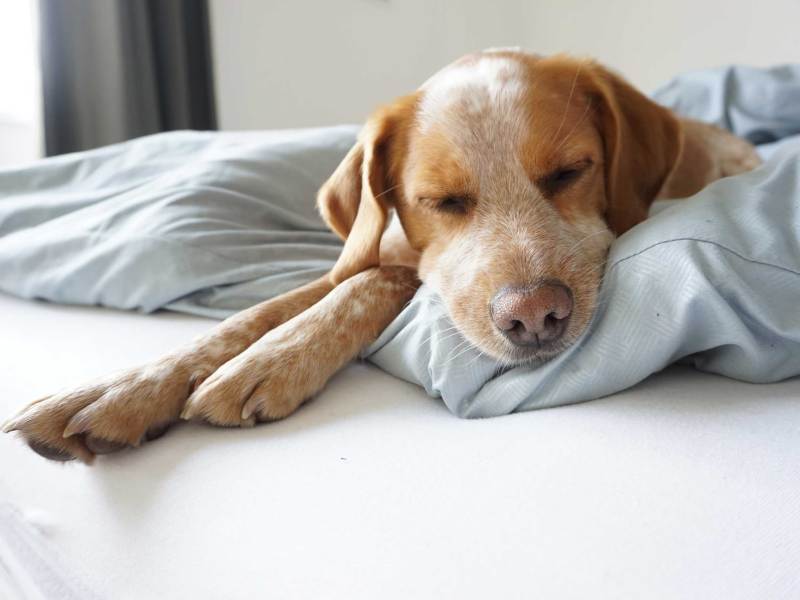 Schlafender Hund auf Bett