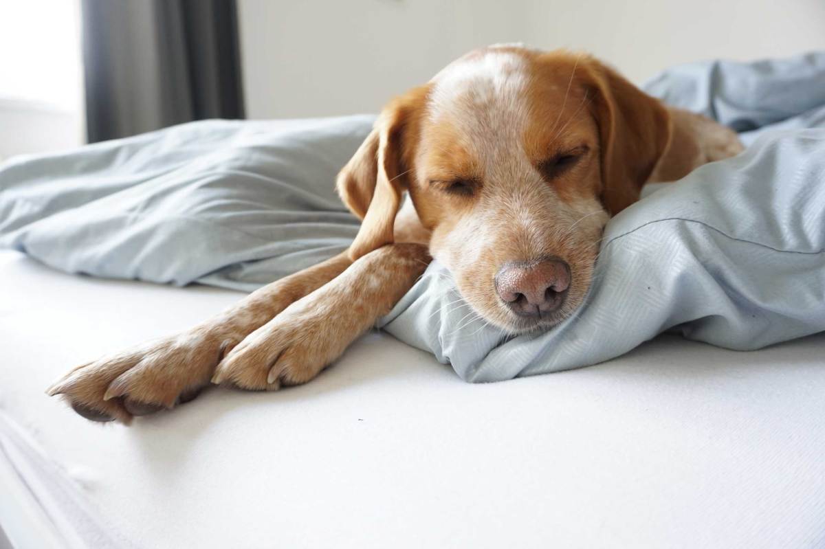 Schlafender Hund auf Bett