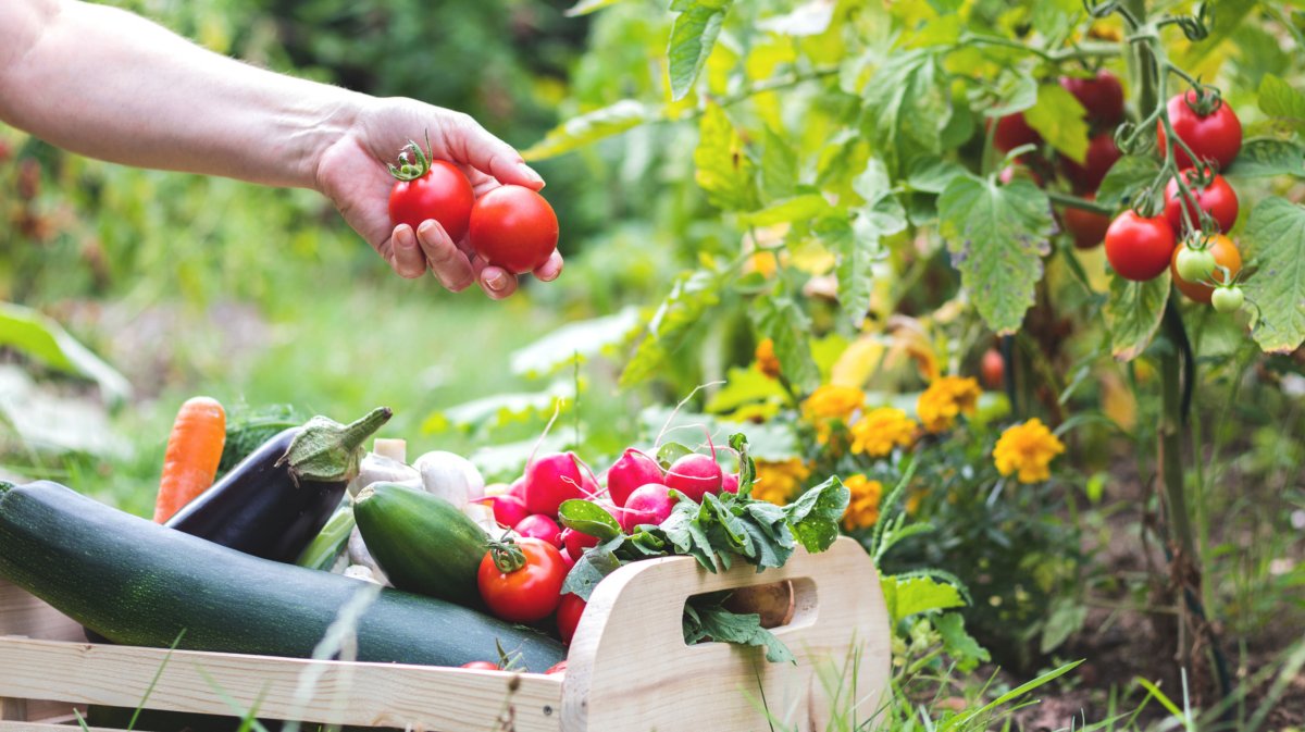 Person erntet Tomaten in eigenem Gemüsegarten.