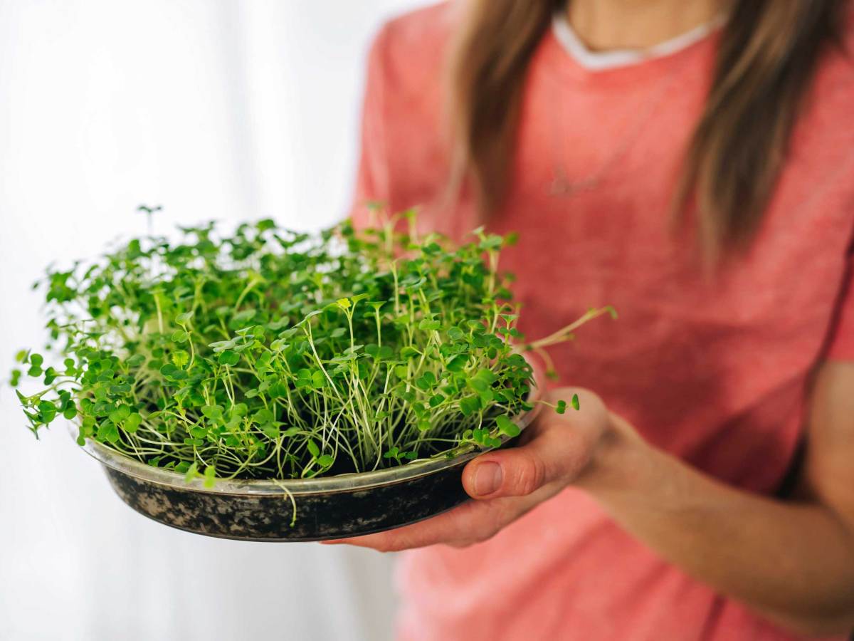 Frau hält frische Microgreen in den Händen