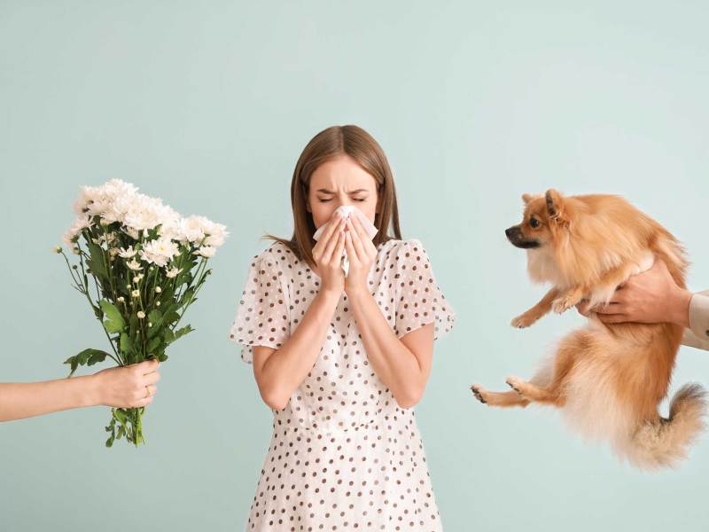 Allergische Reaktion: Junge Frau mit Taschentuch niest neben Blumenstrauß und Hund in hellem Raum.