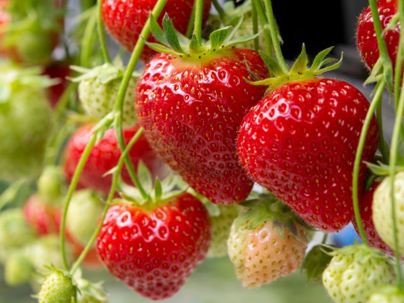 Reife und unreife Erdbeeren an Pflanze