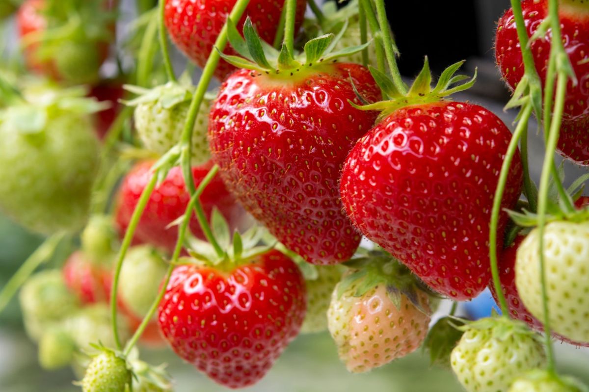 Reife und unreife Erdbeeren an Pflanze