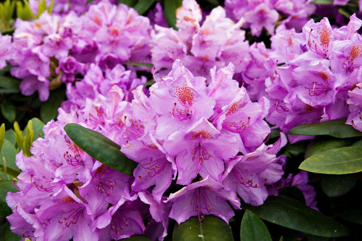 Rhododendron in lila