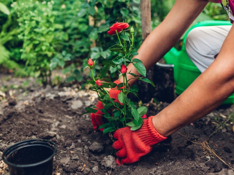Eine Frau mit roten Handschuhen pflanzt rote Rosen ein
