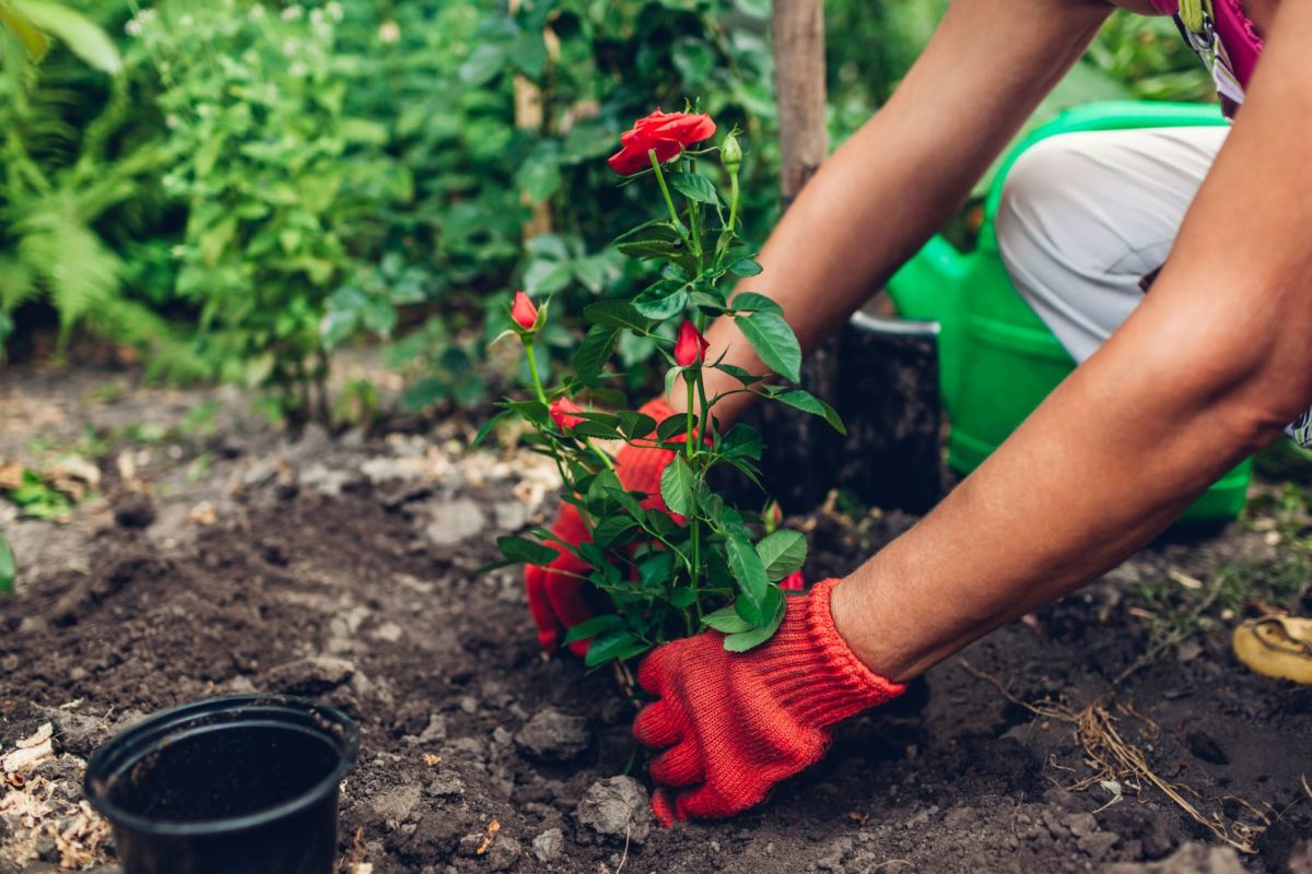 Eine Frau mit roten Handschuhen pflanzt rote Rosen ein