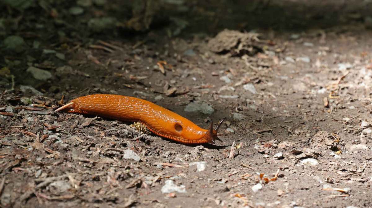 Spanische Wegschnecke kriecht über einen Waldboden.