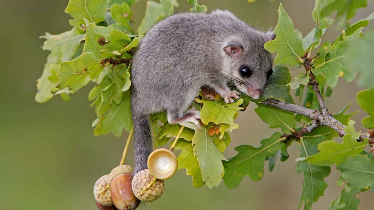 Siebenschläfer hängt im Baum.