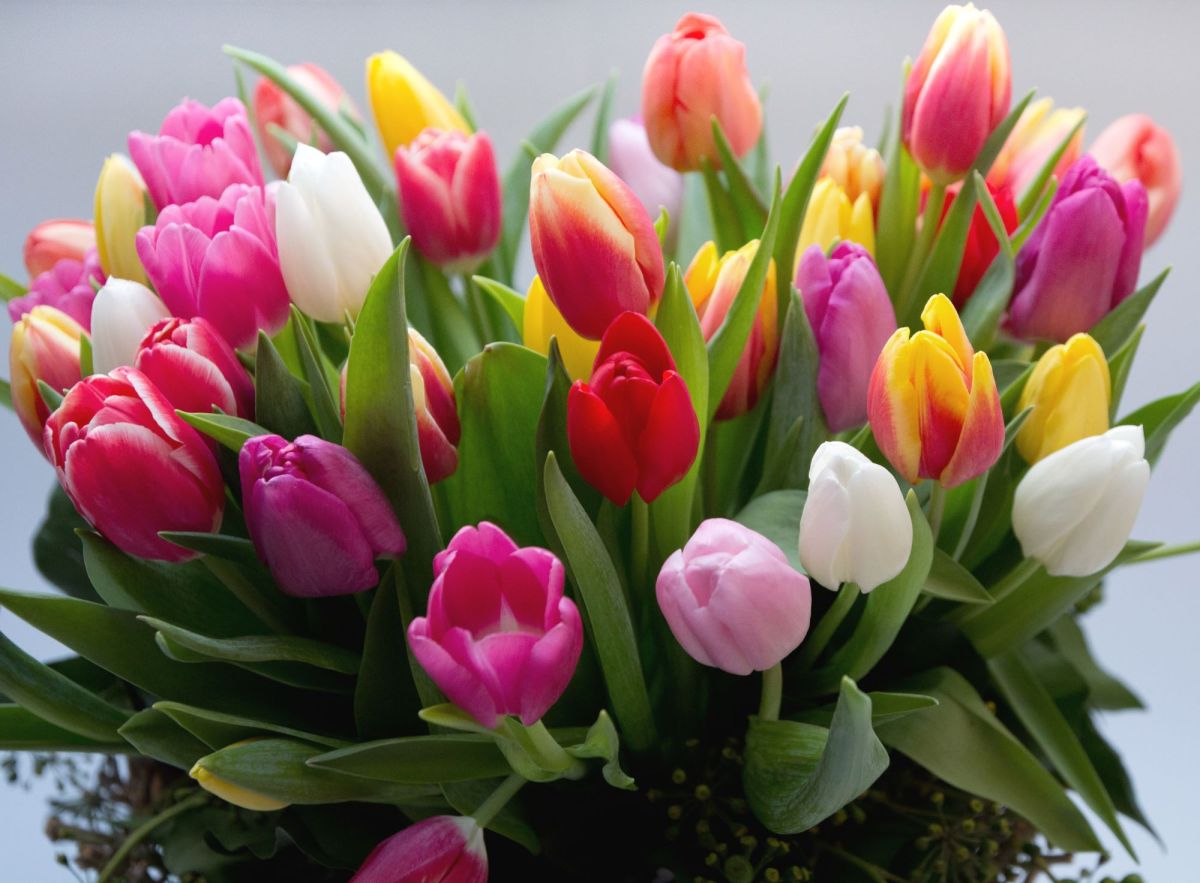 Bunte Tulpen