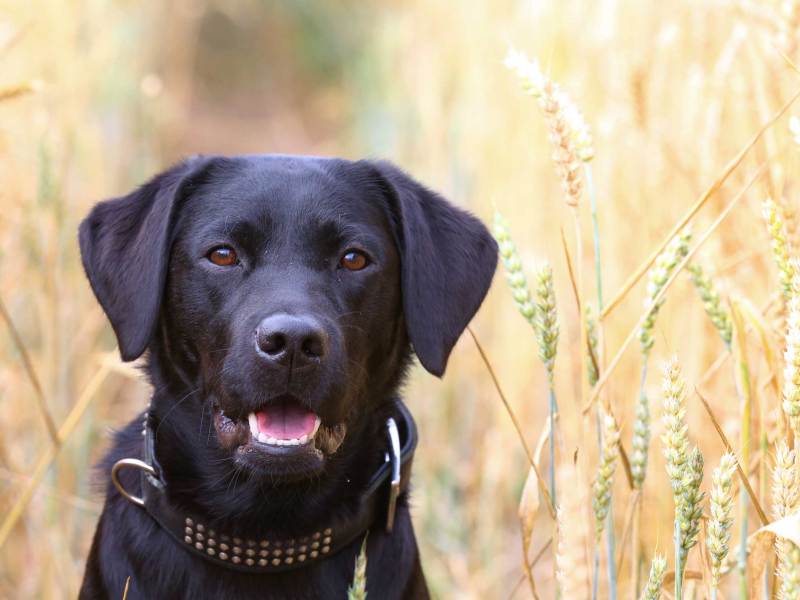 Schwarzer Labrador Hund sitzt in Getreidefeld