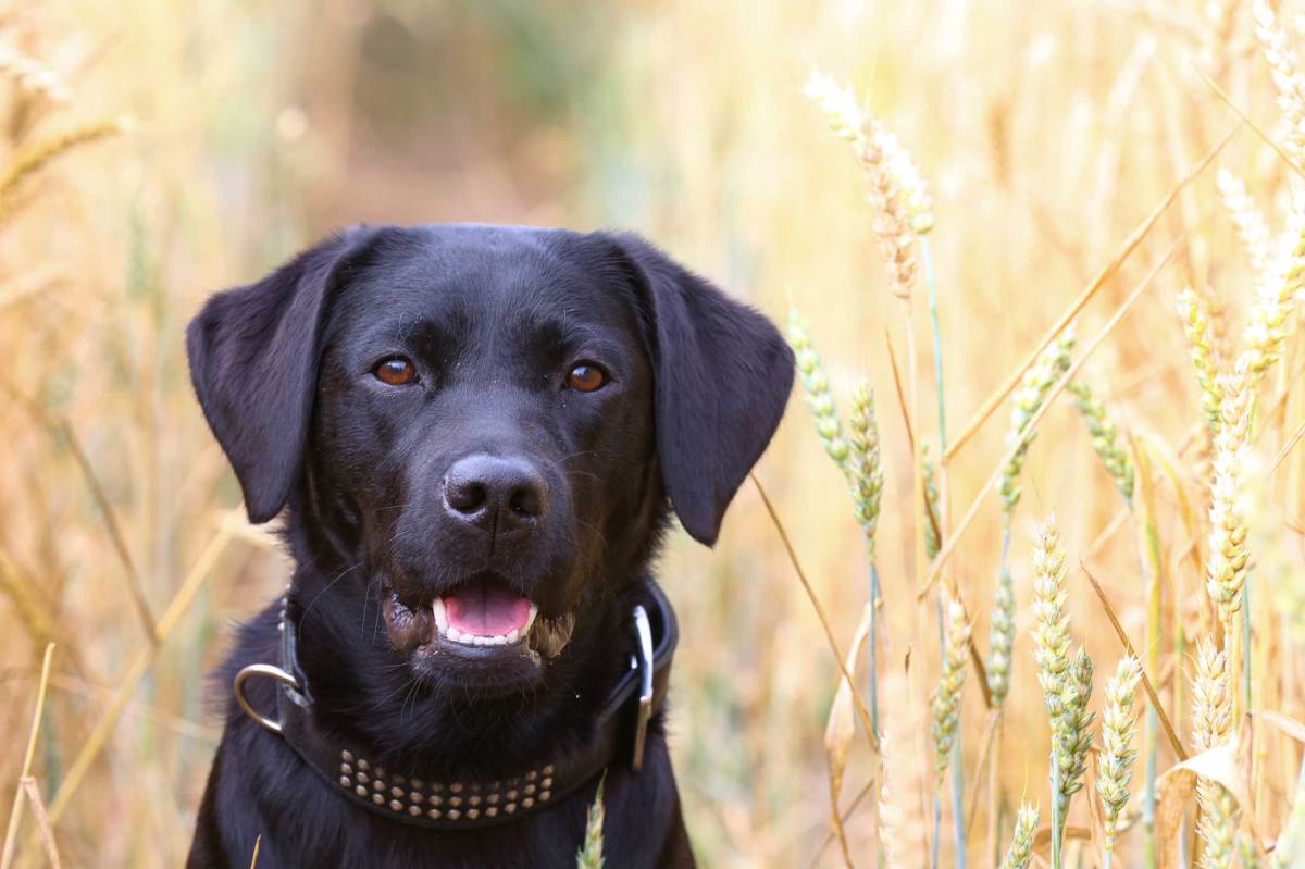 Schwarzer Labrador Hund sitzt in Getreidefeld