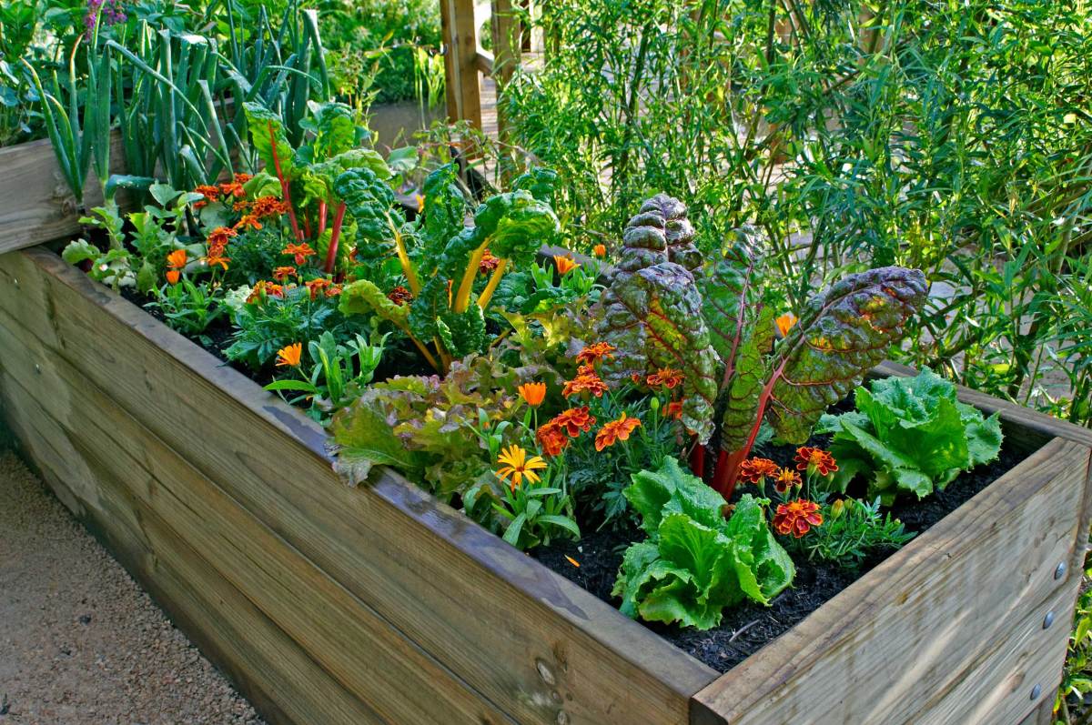 Ein Hochbeet mit Gemüse und Blumen in einem städtischen Garten