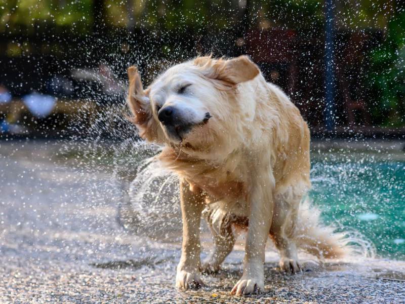 Nasser Hund, der sich das Wasser aus dem Fell schüttelt, nachdem er in einem Pool geschwommen ist