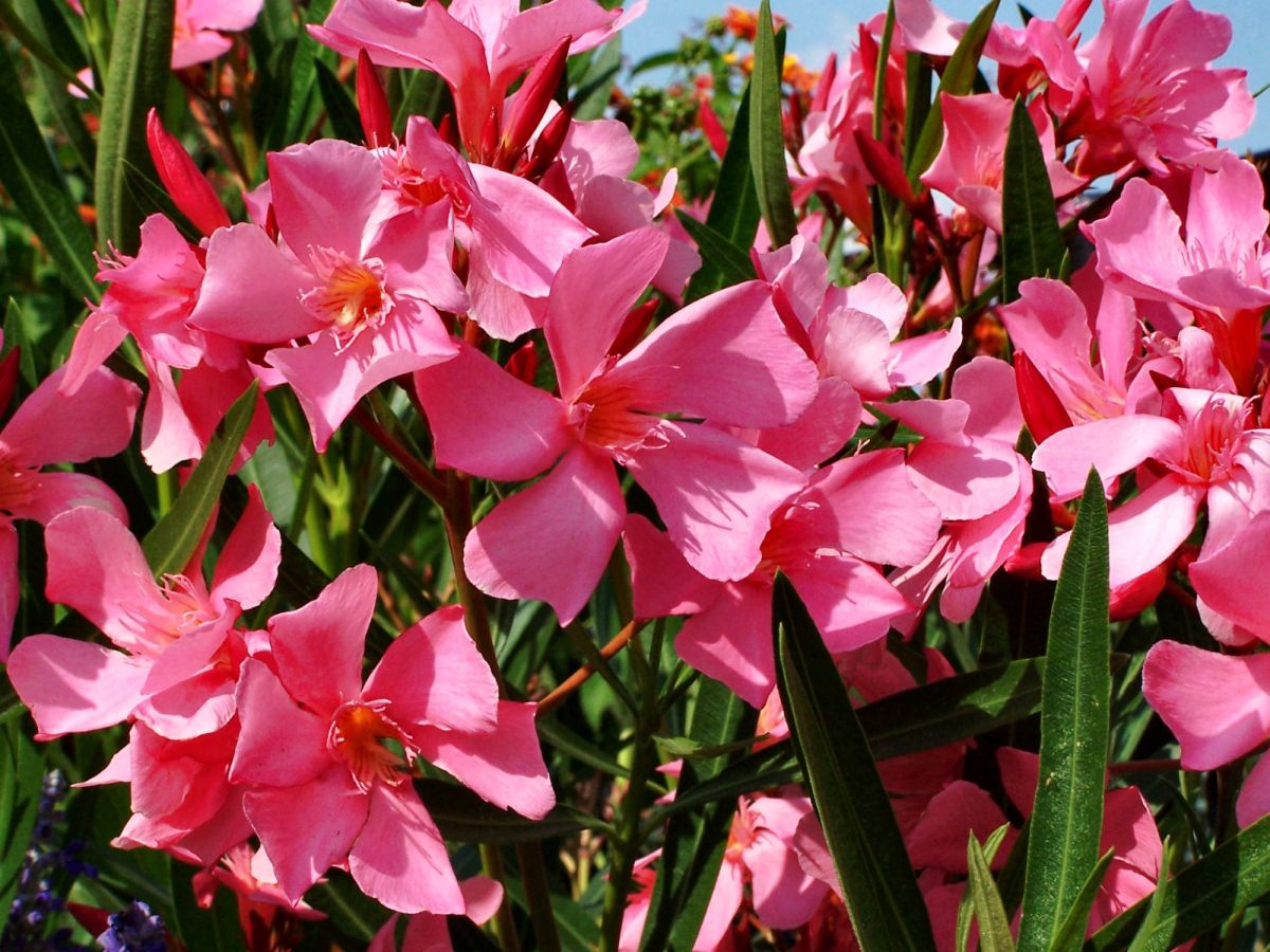 Pinke Oleanderblüten