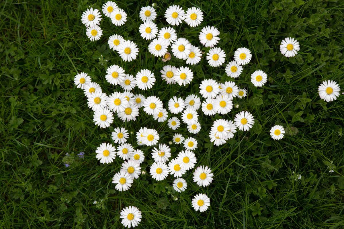 Gänseblümchen im Rasen, Draufsicht