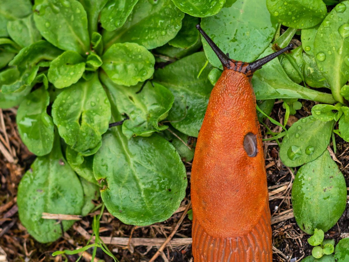 Spanische Wegschnecke auf Beet