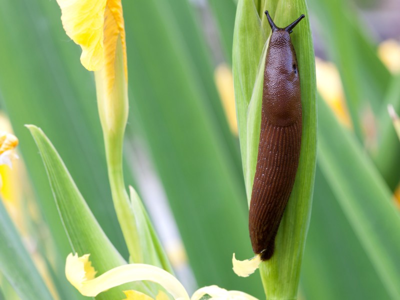 Nacktschnecke an gelber Iris