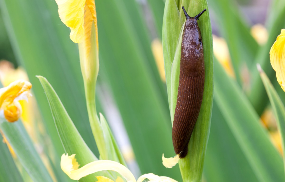 Nacktschnecke an gelber Iris