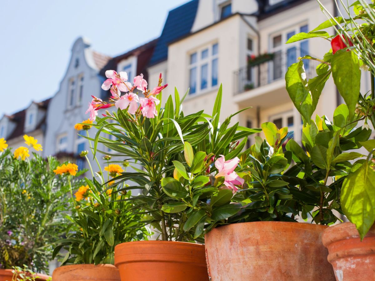 Südbalkon mit Pflanzen