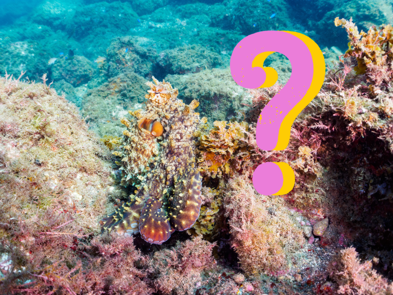 Suchbild Oktopus als Korallenlandschaft