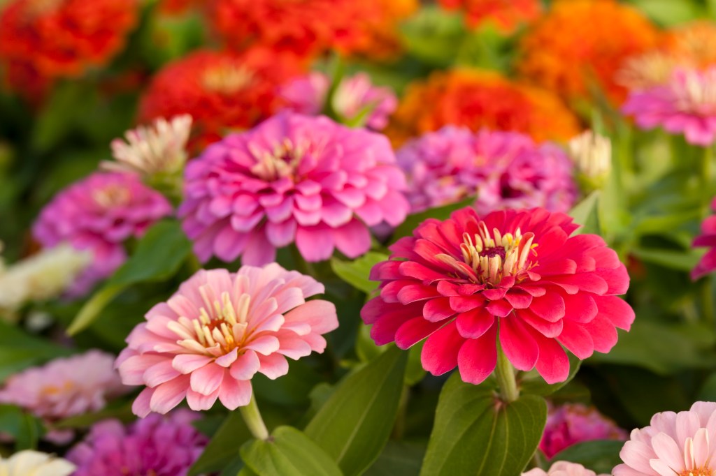 Zinnien im Garten.