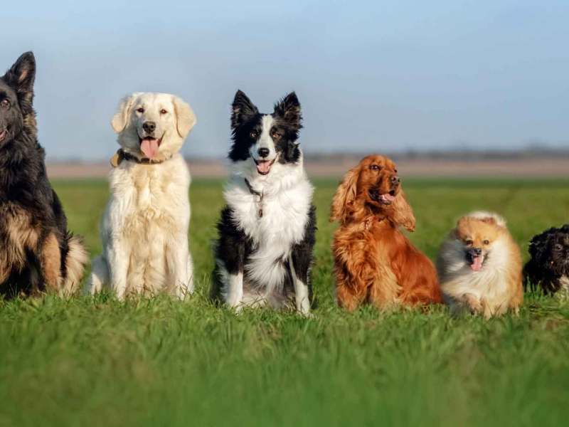 Die Hunderassen Deutscher Schäferhund, Golden Retriever, Border Collie, Cocker Spaniel, Spitz und Shih Tzu sitzen auf einer Wiese nebeneinander.