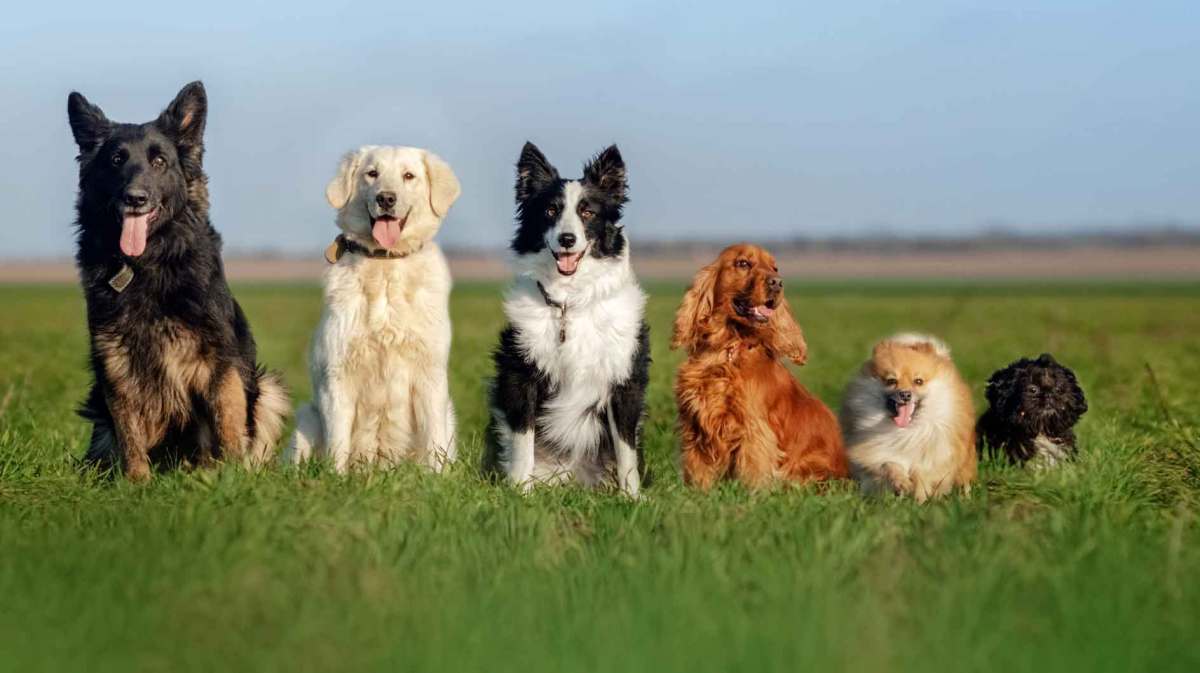 Die Hunderassen Deutscher Schäferhund, Golden Retriever, Border Collie, Cocker Spaniel, Spitz und Shih Tzu sitzen auf einer Wiese nebeneinander.