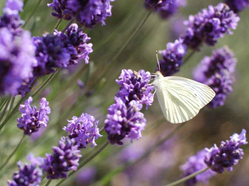 Schmetterling am Lavendel.