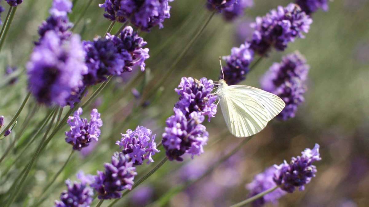 Schmetterling am Lavendel.